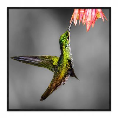 CUADRO COLIBRI