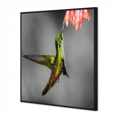CUADRO COLIBRI
