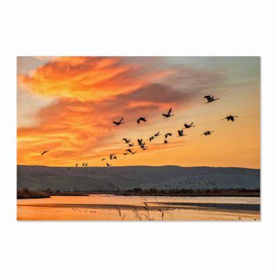 AVES EN EL ATARDECER 12044