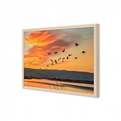 AVES EN EL ATARDECER 12044