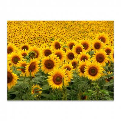 GIRASOLES