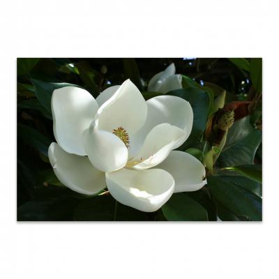 MAGNOLIA BLANCA 21166