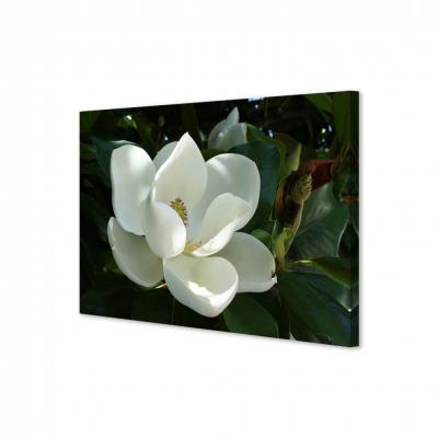 MAGNOLIA BLANCA 21166