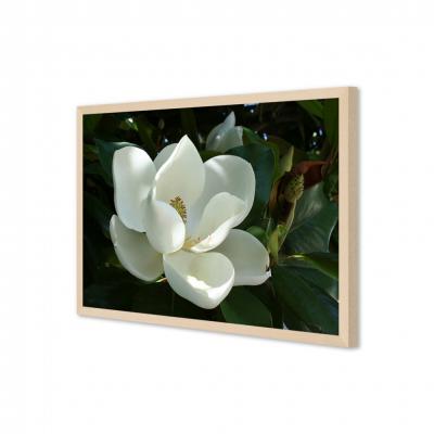 MAGNOLIA BLANCA 21166