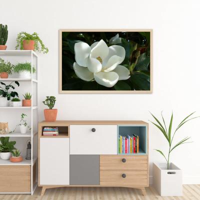 MAGNOLIA BLANCA 21166