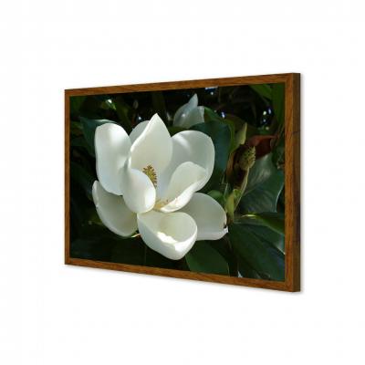 MAGNOLIA BLANCA 21166