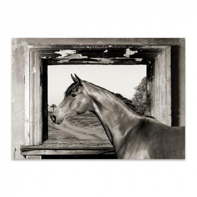 CABALLO EN LA VENTANA