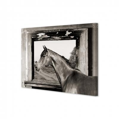 CABALLO EN LA VENTANA