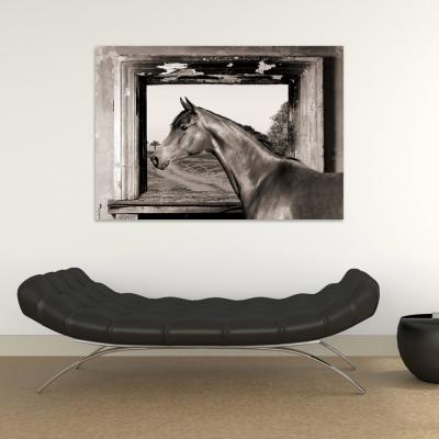 CABALLO EN LA VENTANA