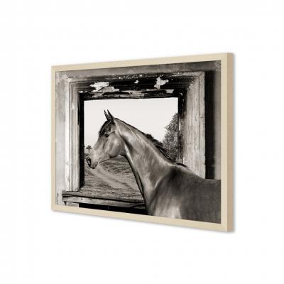 CABALLO EN LA VENTANA