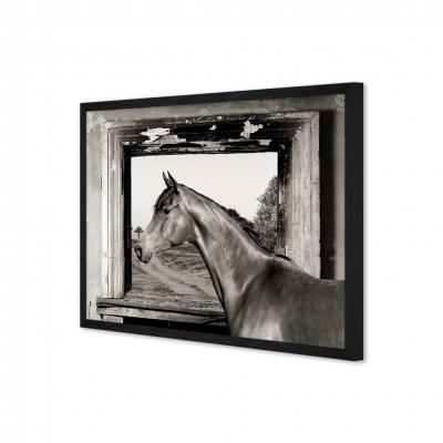 CABALLO EN LA VENTANA