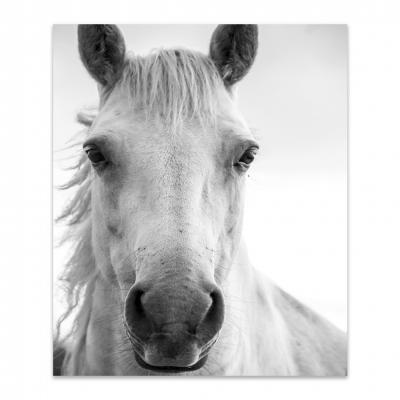 MIRADA CABALLO