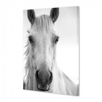MIRADA CABALLO
