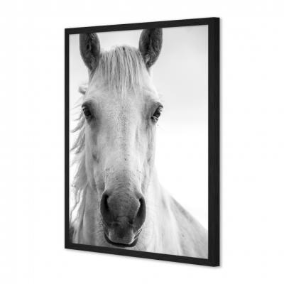 MIRADA CABALLO