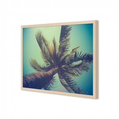 PALMERA