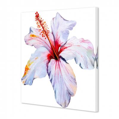 HIBISCO