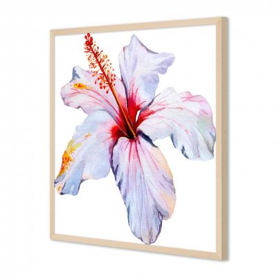 HIBISCO