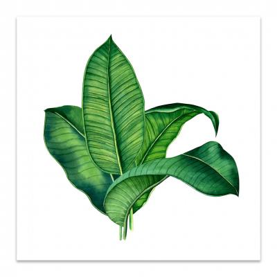 HOJA PALMA DE PLATANO