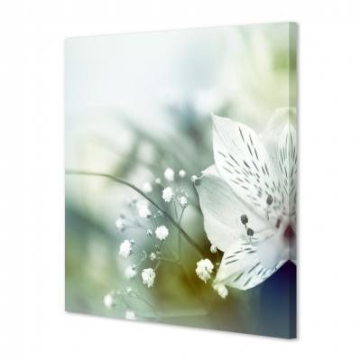 FLORES BLANCAS 276677